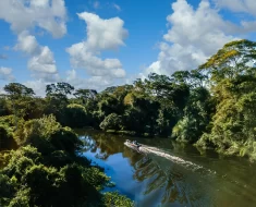 Descubra tudo sobre a beleza selvagem do Pantanal: o destino ideal para amantes da natureza.